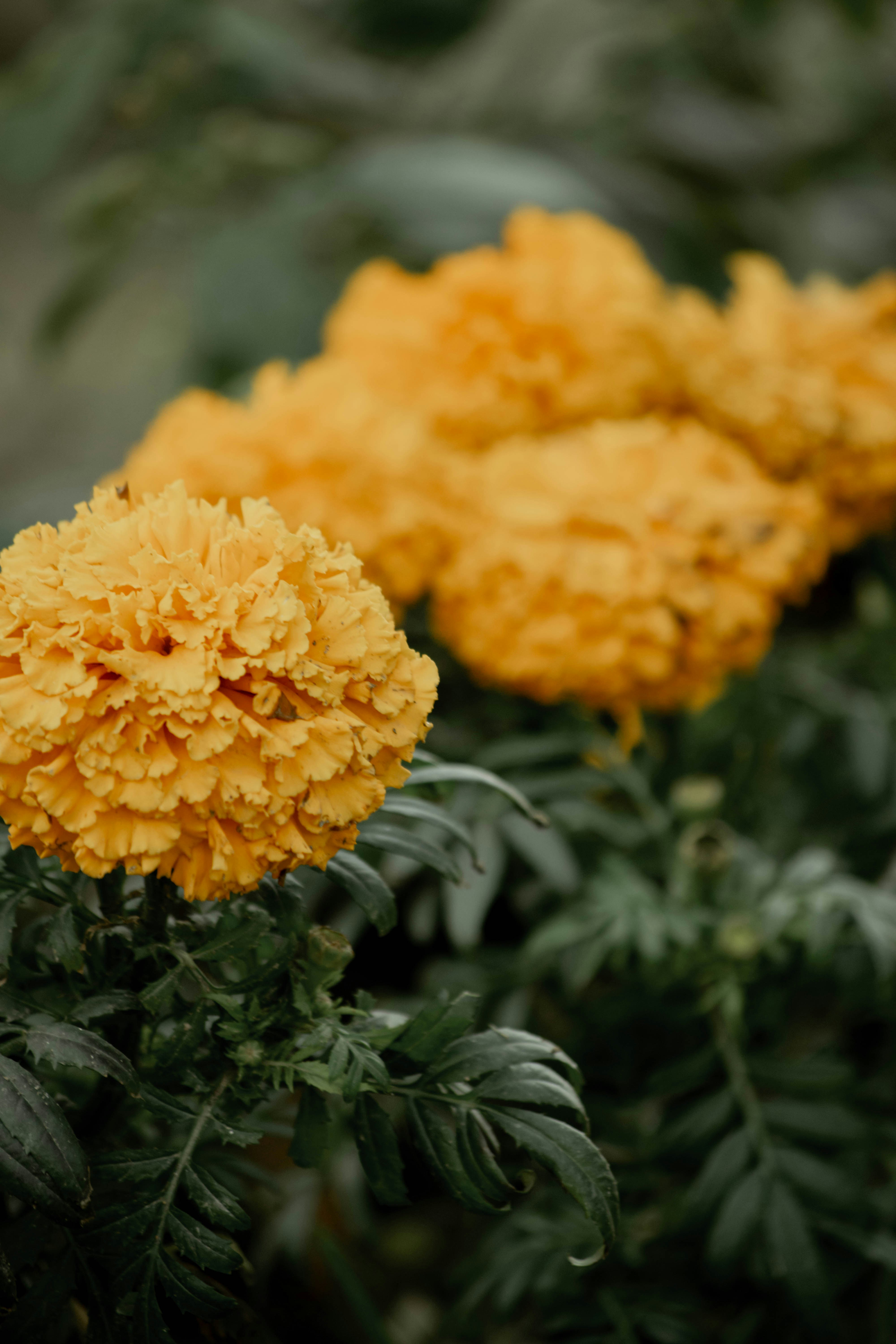 Choose from a curated selection of flower photos. Always free on Unsplash.