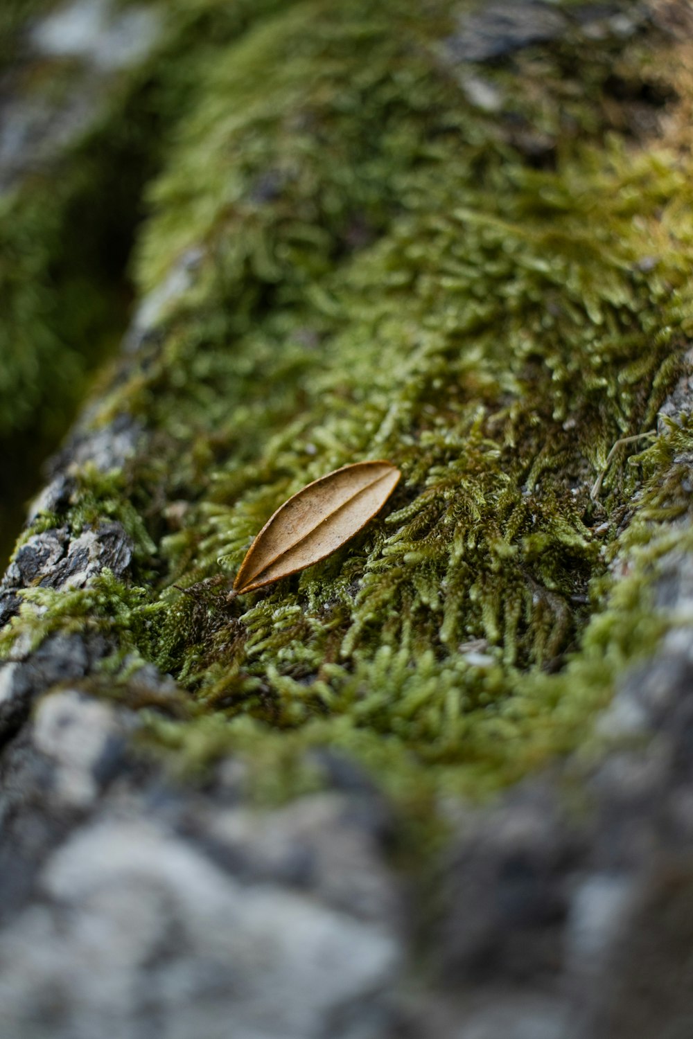 a single leaf on a moss covered rock