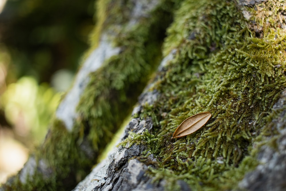 a close up of a moss covered tree trunk