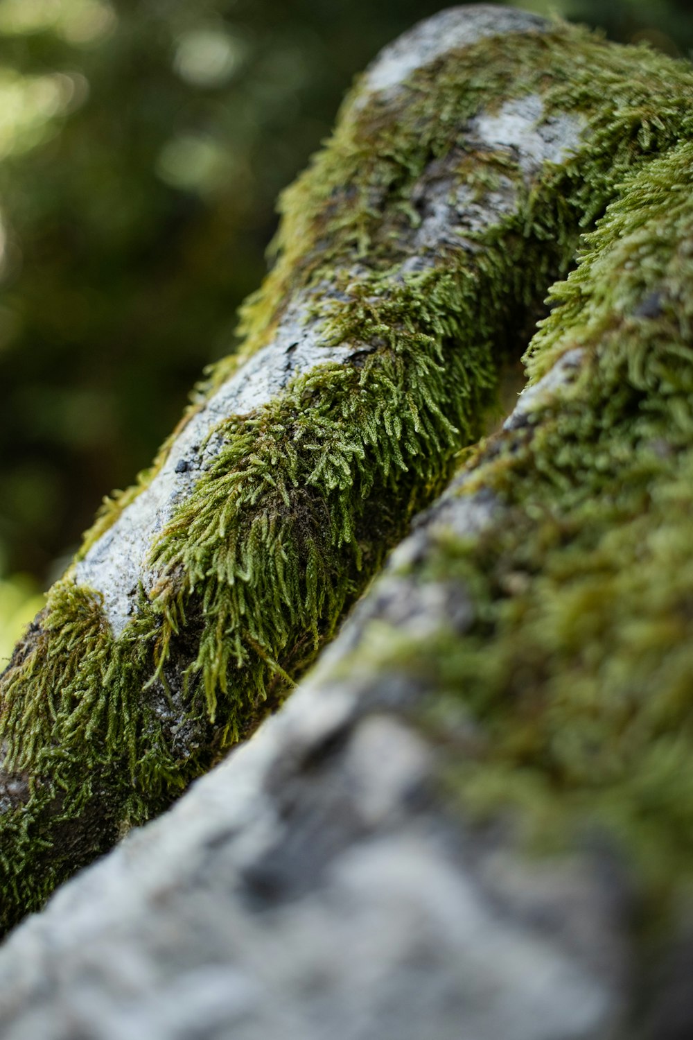 a close up of moss growing on a tree