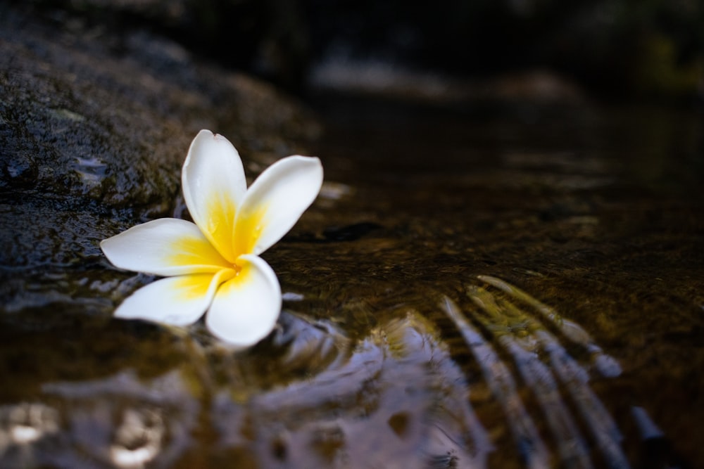 a white and yellow flower floating on top of a body of water