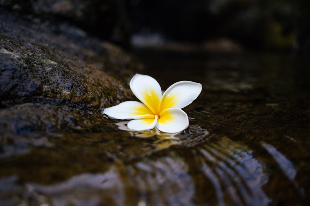 a white and yellow flower floating on top of a body of water