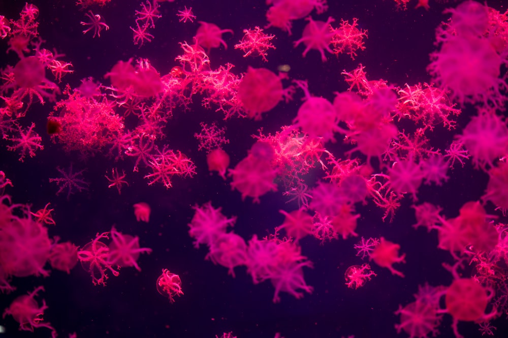 a close up of a bunch of pink snowflakes