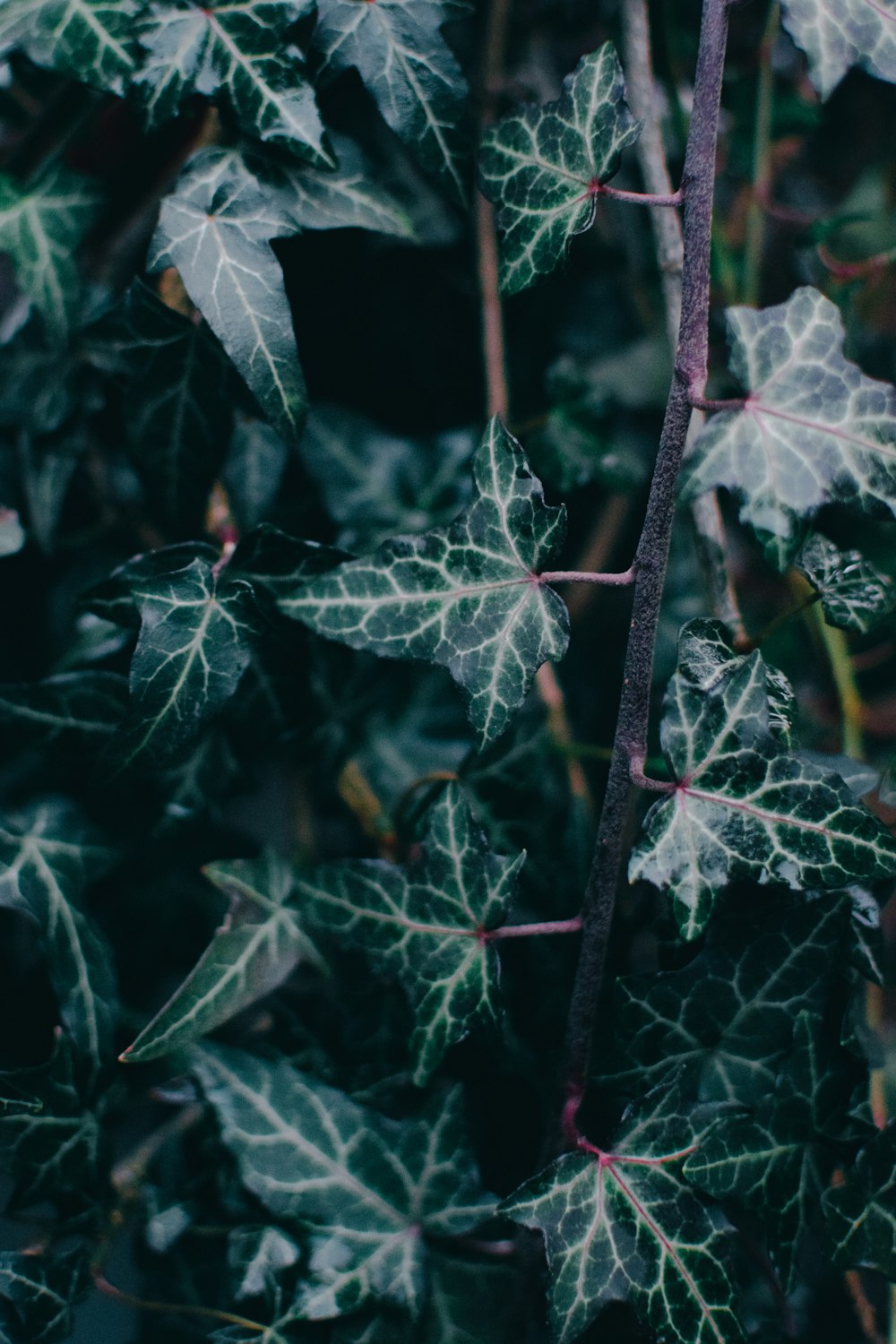 a close up of a plant with many leaves