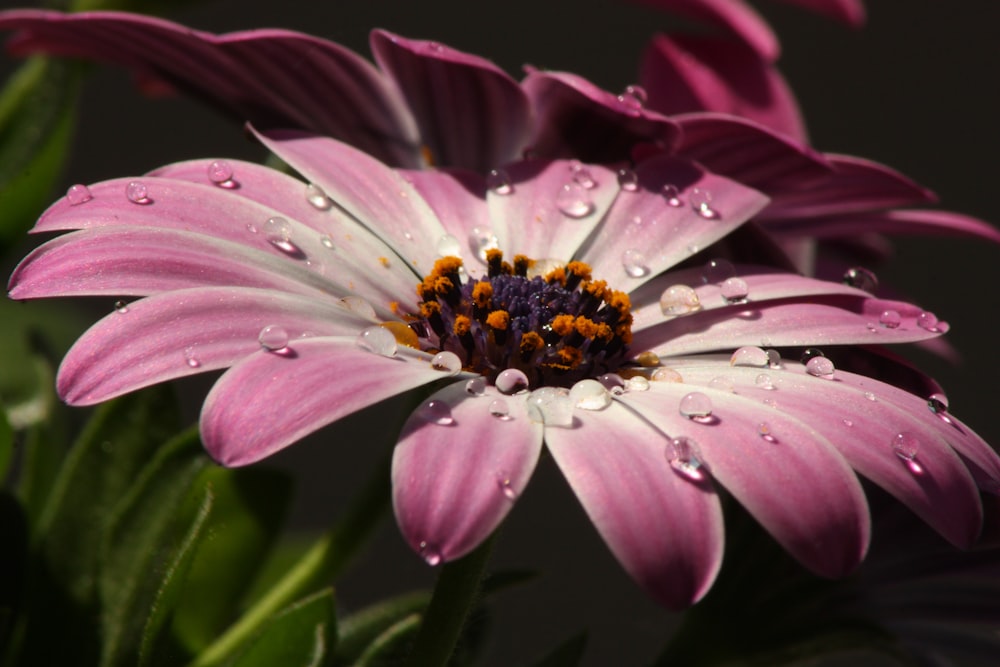 a pink flower with water droplets on it