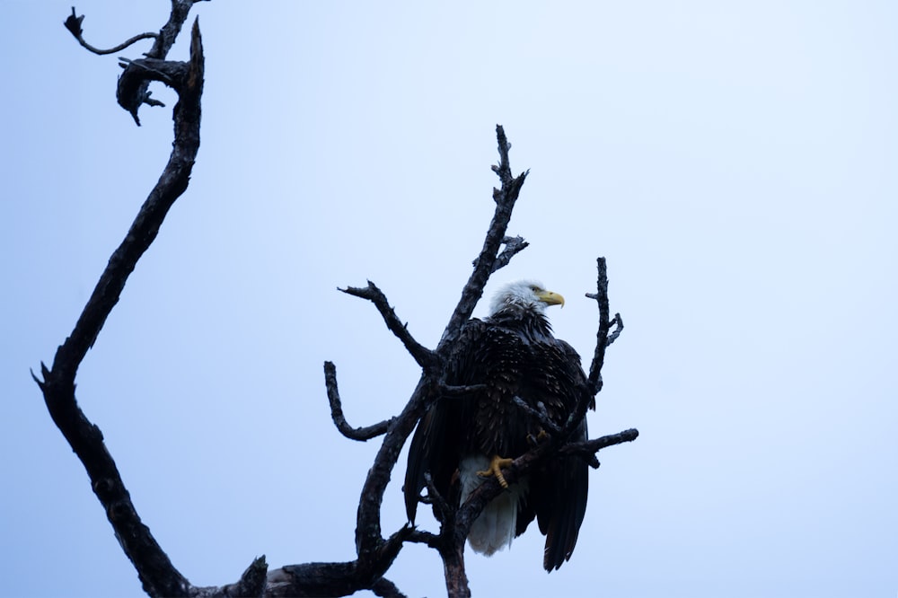 un'aquila calva seduta su un albero spoglio