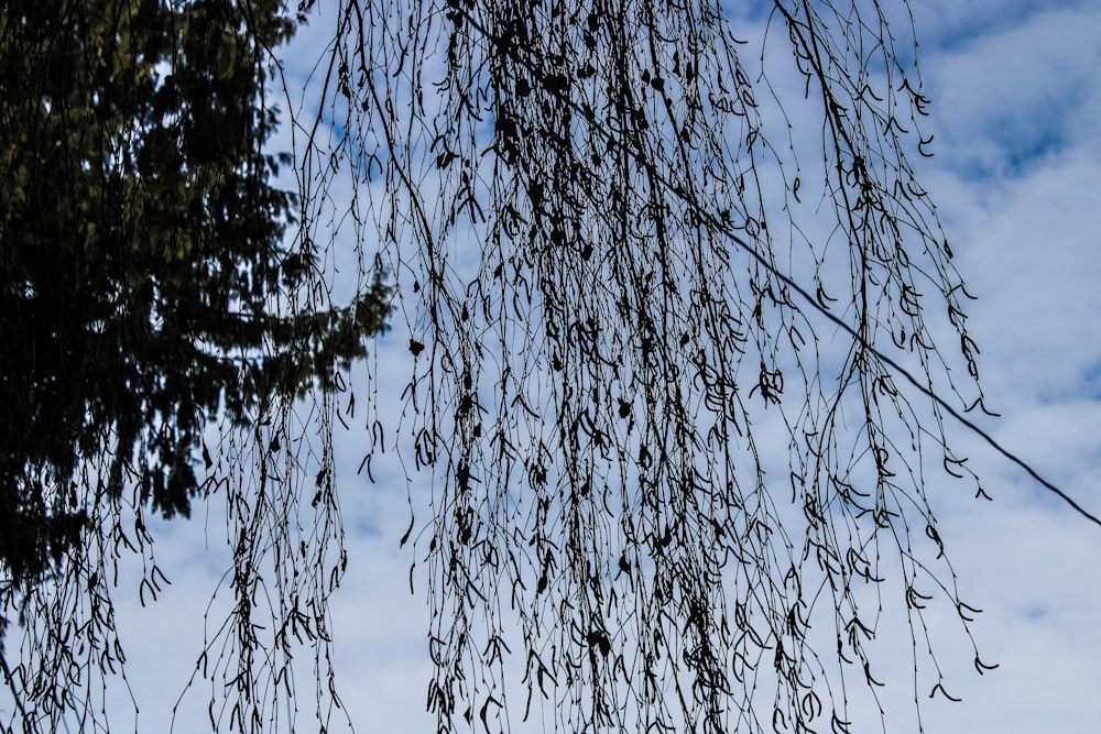 a tree with lots of leaves hanging from it's branches