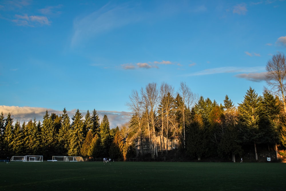 a grassy field with trees in the background