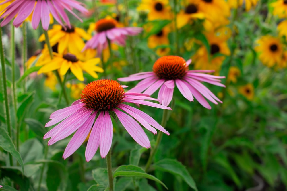 a bunch of flowers that are in the grass