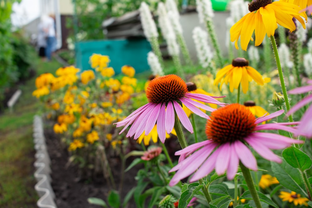 a garden filled with lots of purple and yellow flowers