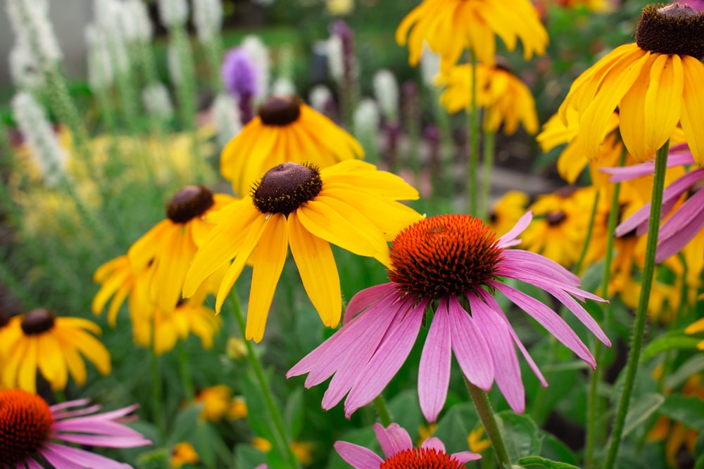 a field full of yellow and pink flowers