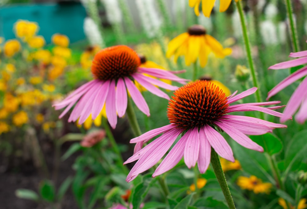 a bunch of flowers that are in a field