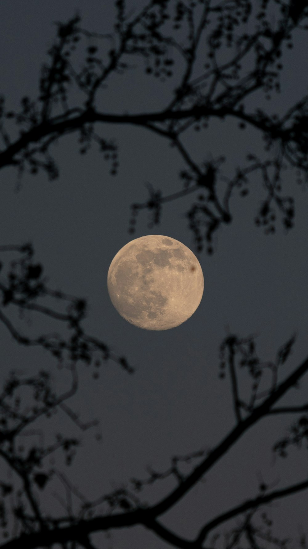 a full moon seen through the branches of a tree