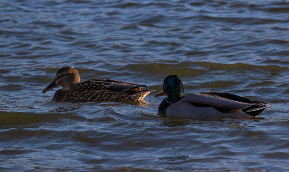 a couple of ducks floating on top of a body of water