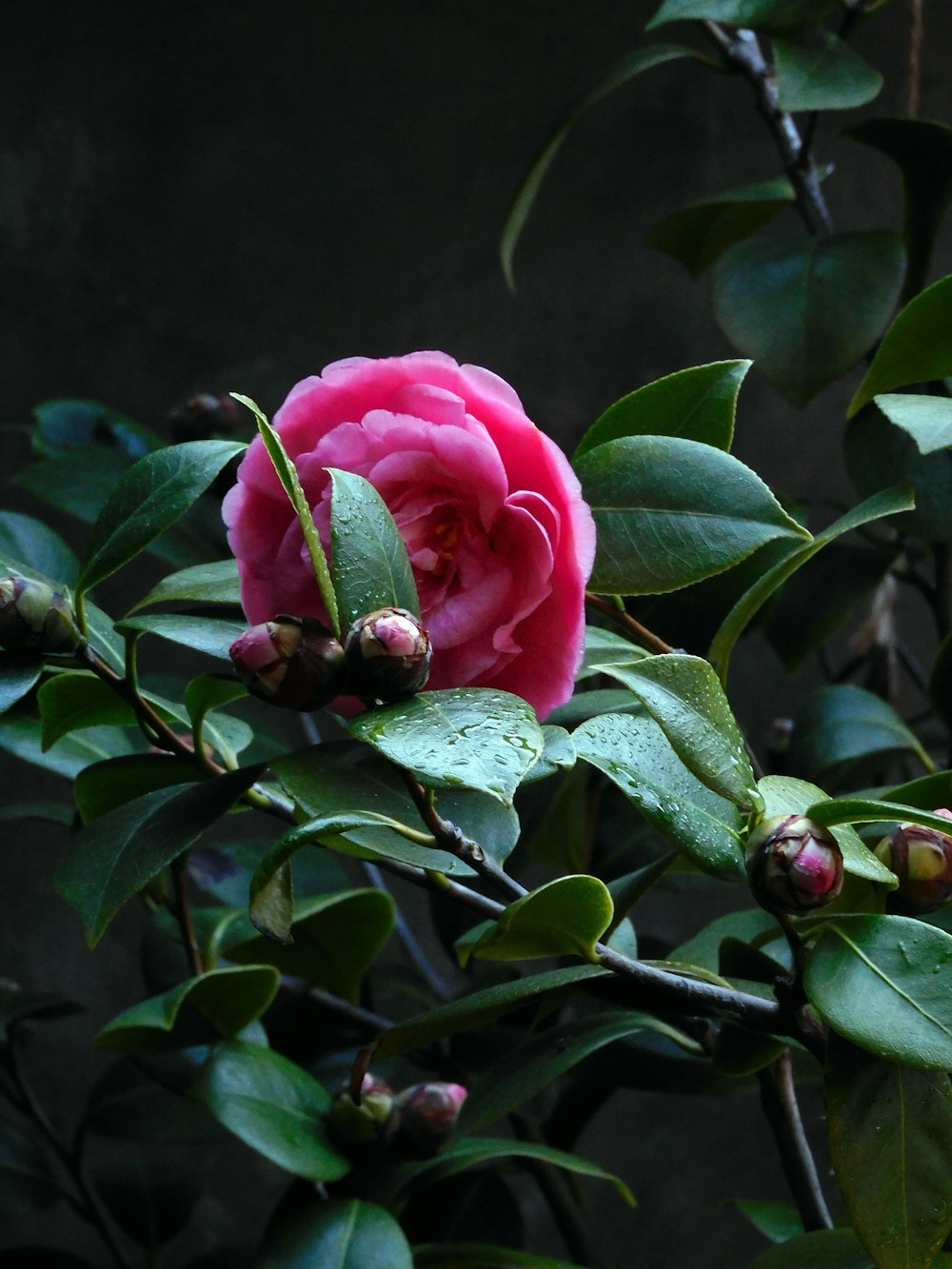 a pink flower with green leaves on a tree