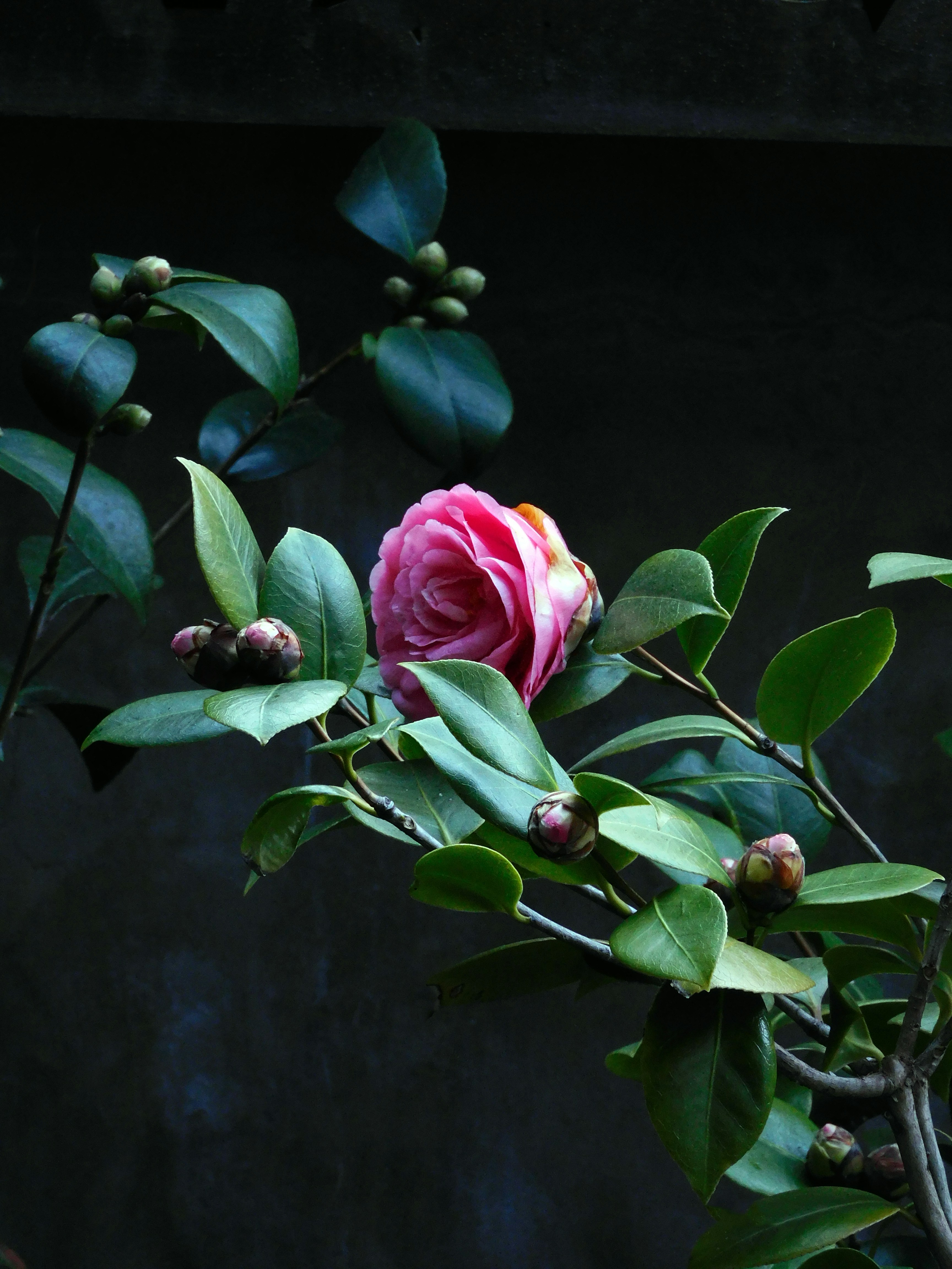 Photograph of a pink camellia bloom with surrounding buds and glossy green leaves against a dark backdrop.