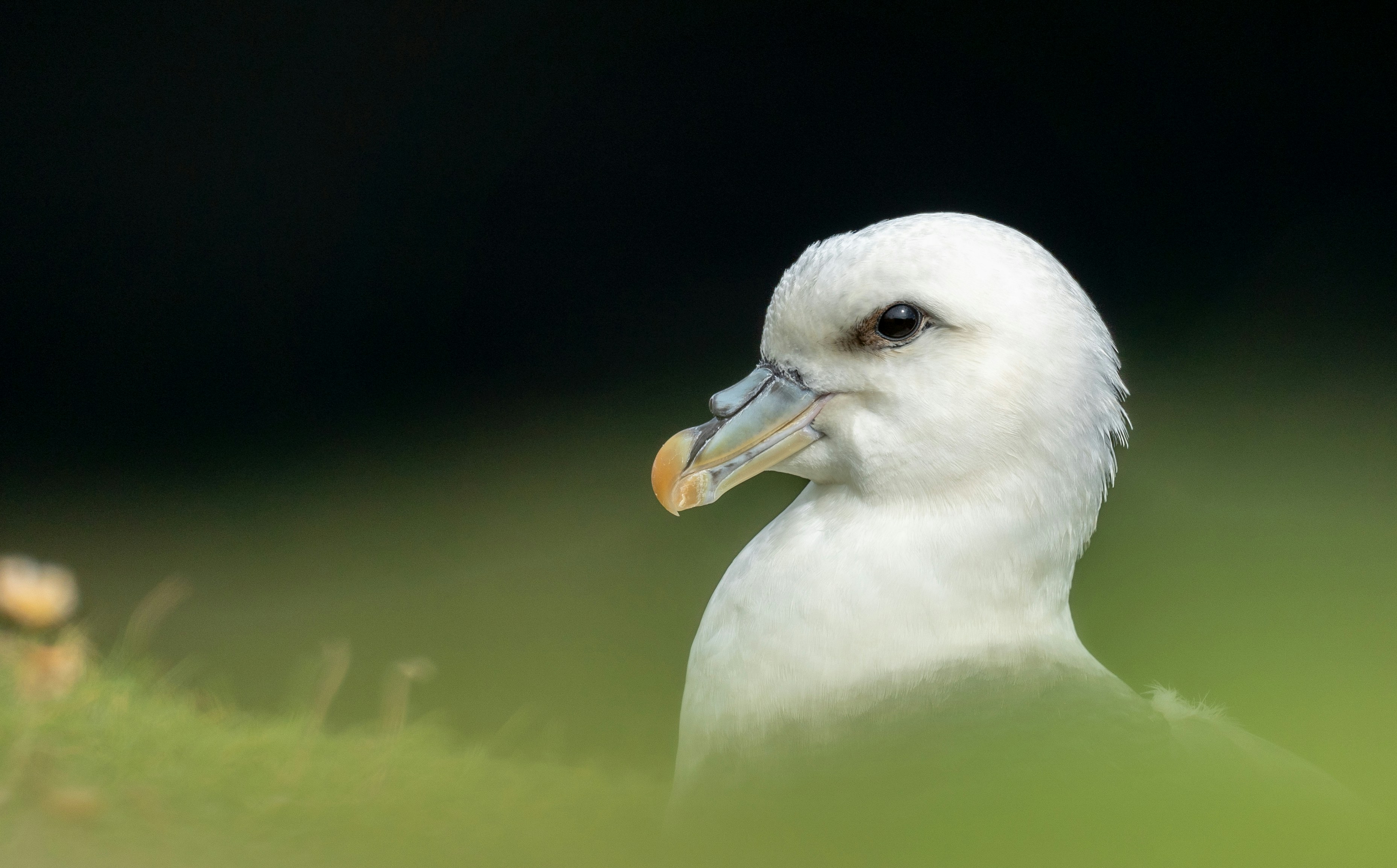 白い鳥の写真 – Unsplashの鳥の無料画像