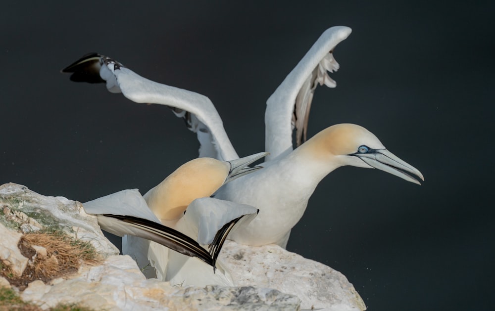 a couple of birds sitting on top of a rock