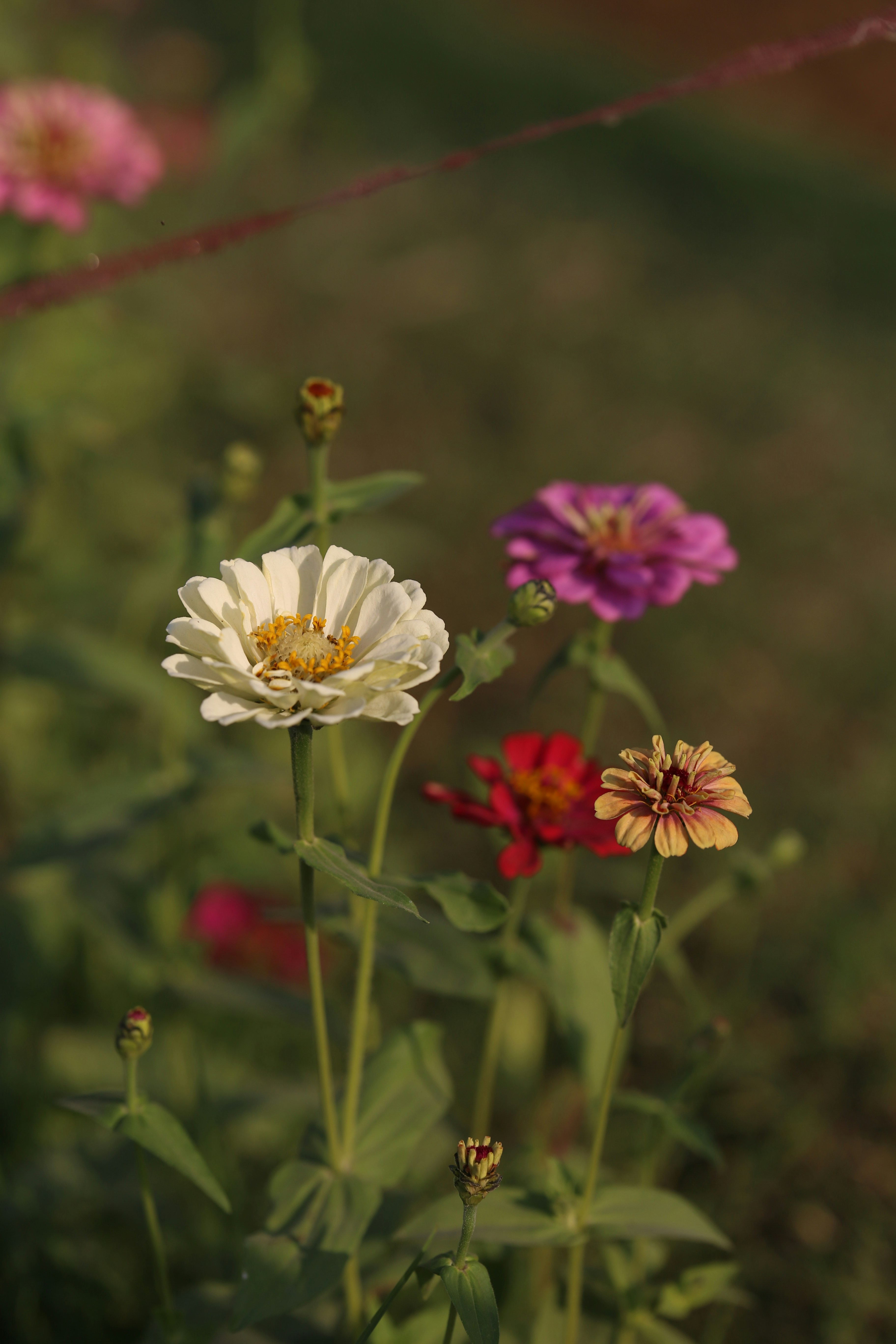 Photo by faraz0409