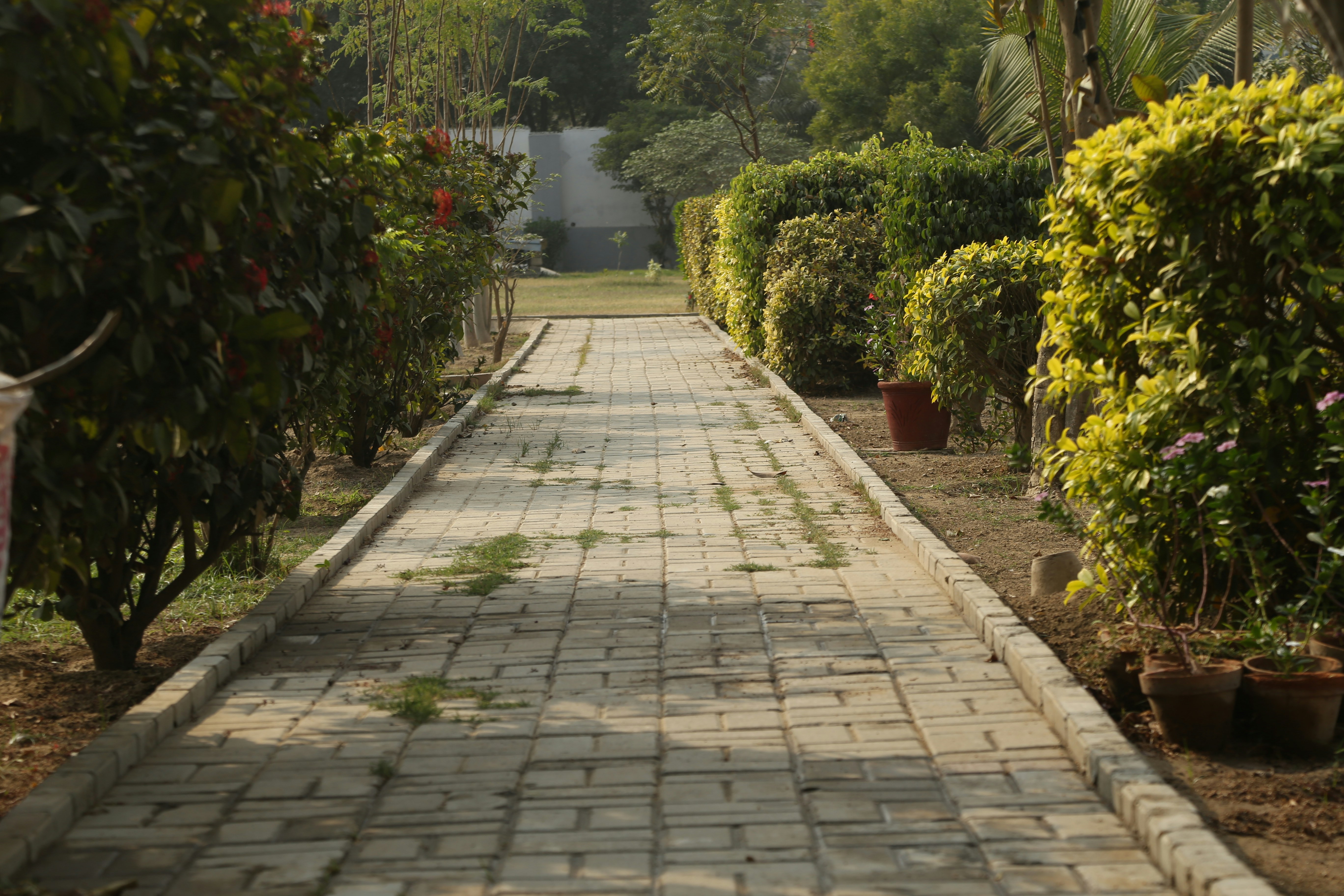 a brick walkway surrounded by trees and bushes