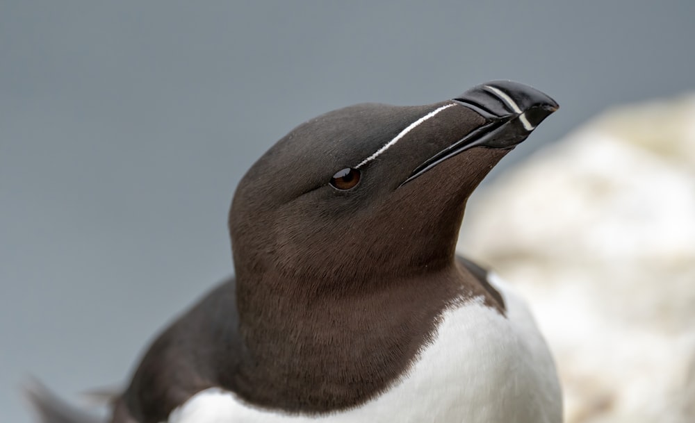 a close up of a bird on a rock