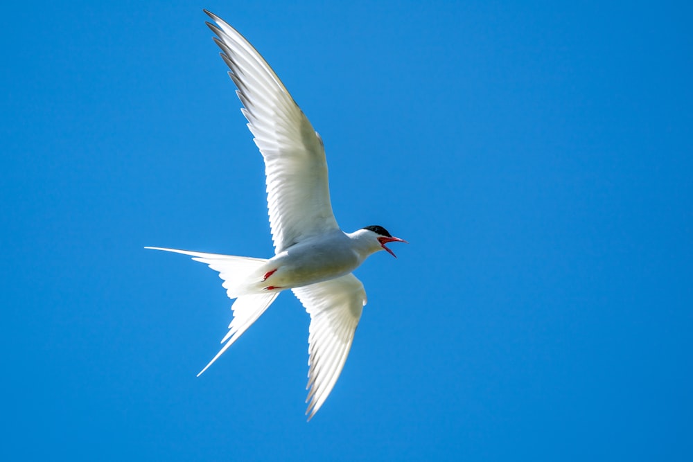 a white bird flying through a blue sky