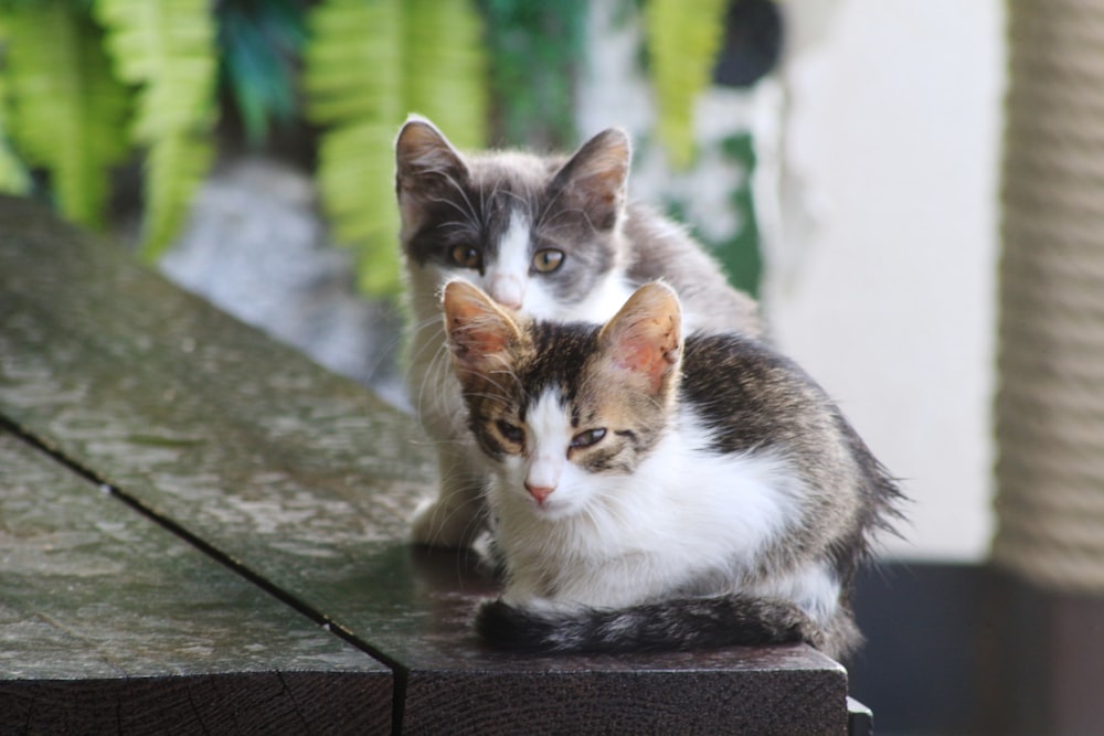 a couple of cats sitting on top of a wooden table