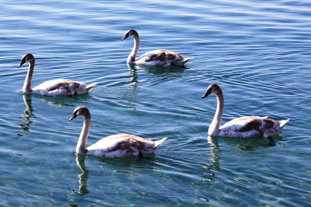 a group of ducks swimming on top of a lake