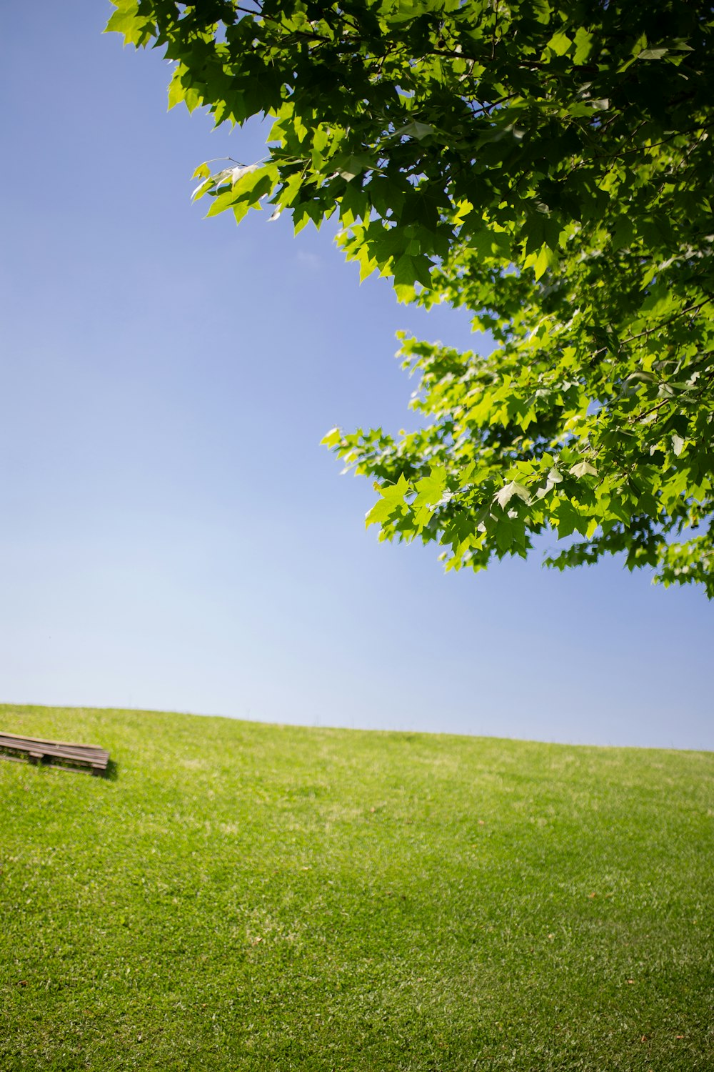 a bench sitting on top of a lush green field