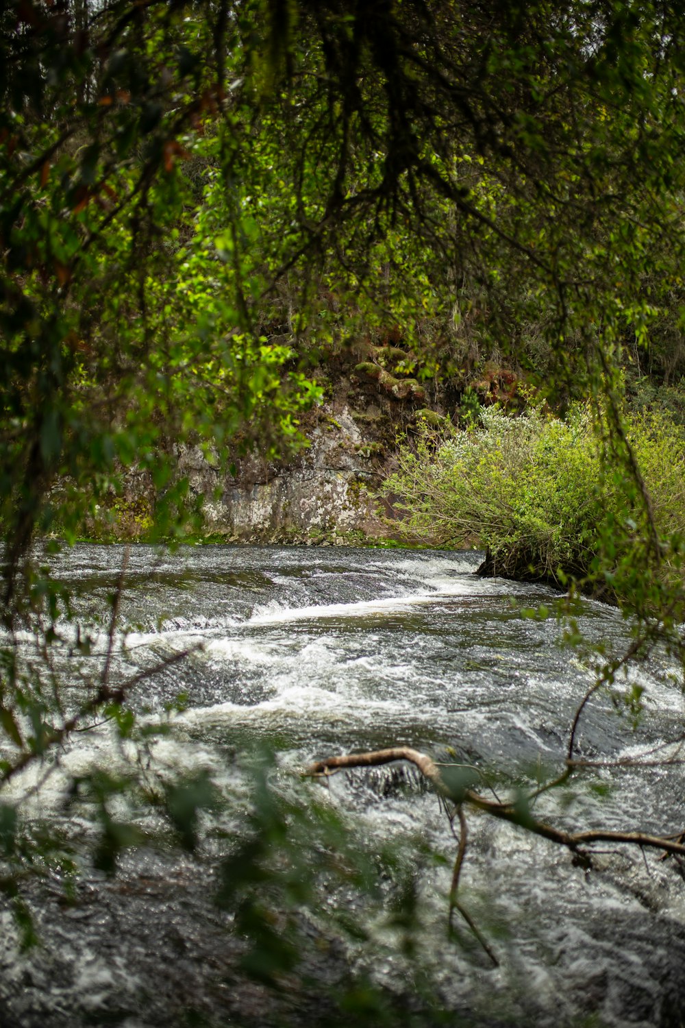 a river running through a lush green forest