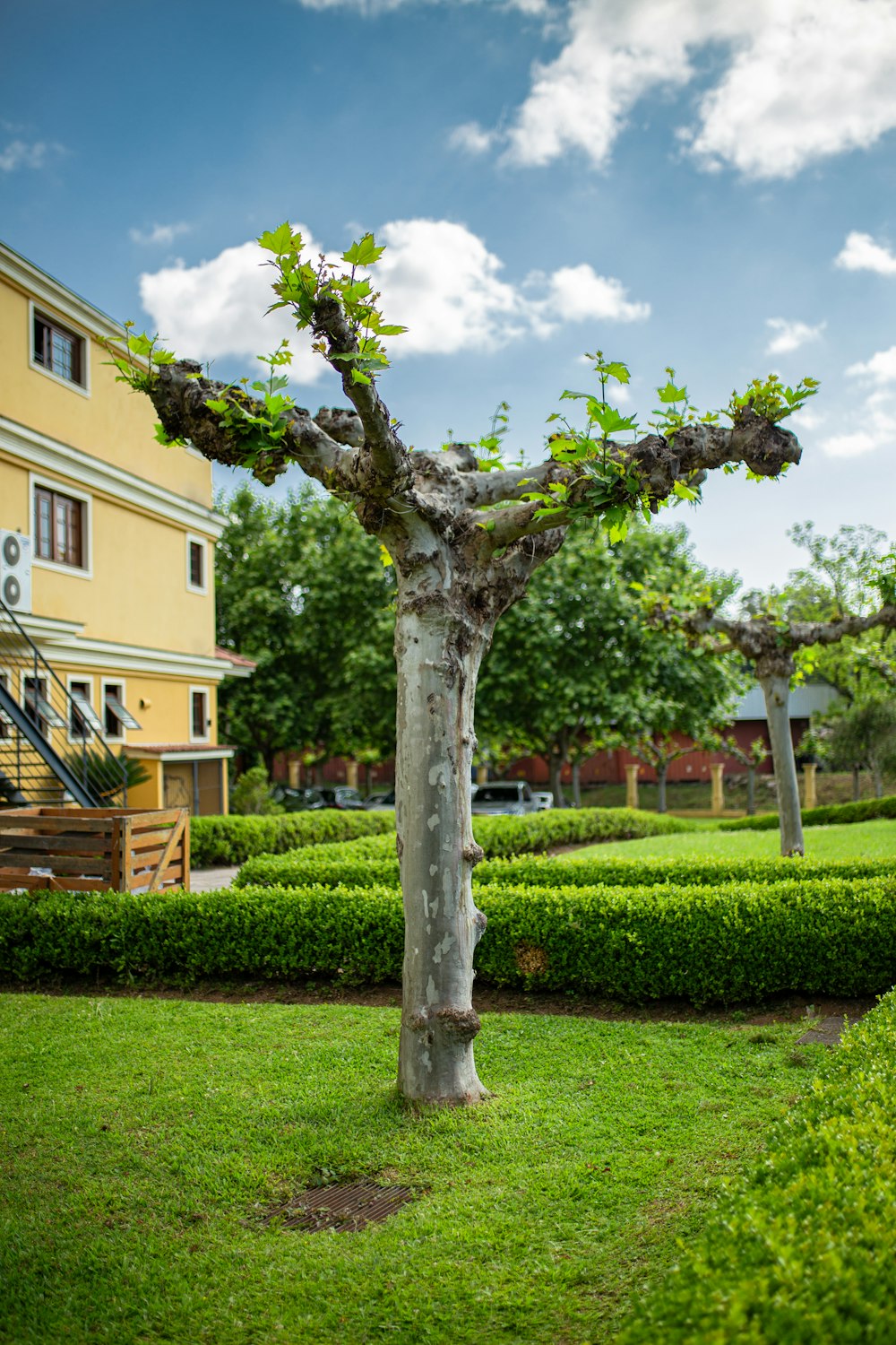 a tree in the middle of a garden