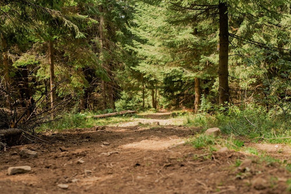 a dirt road in the middle of a forest