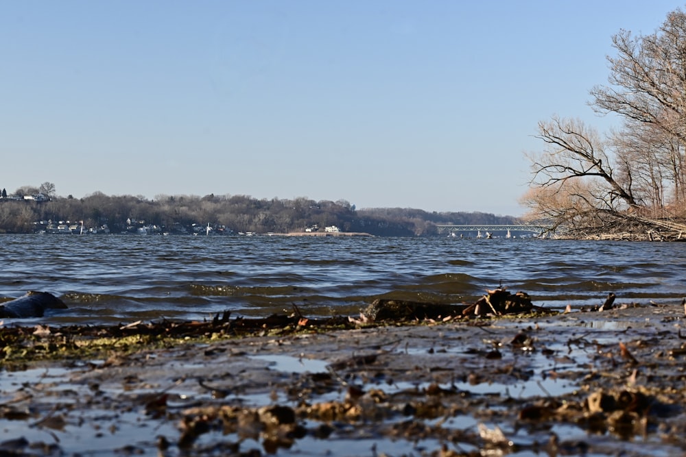 a body of water with trees in the background