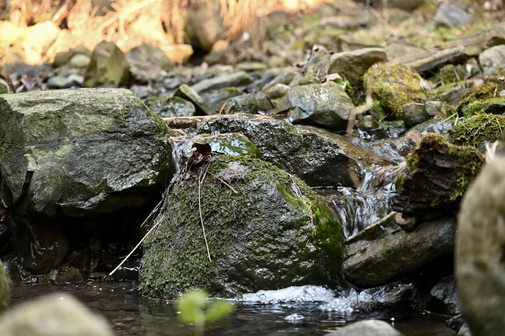 a stream of water running between rocks in a forest