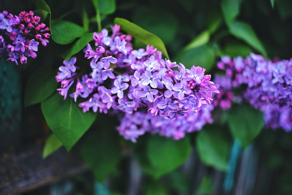 a bunch of purple flowers that are in a vase