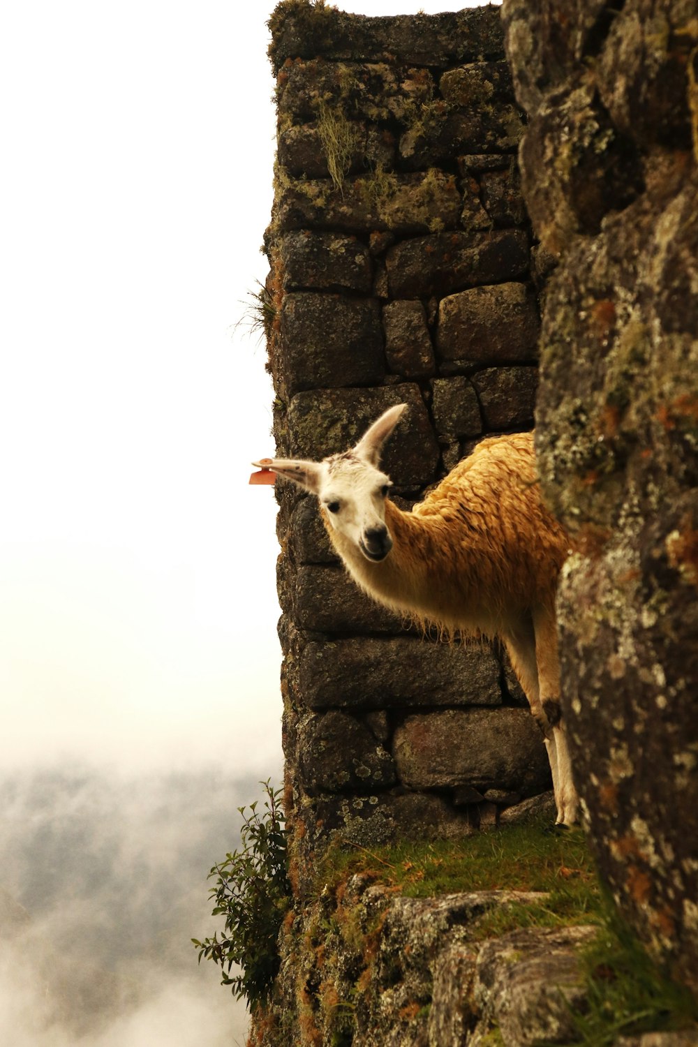 a llama standing on top of a stone wall