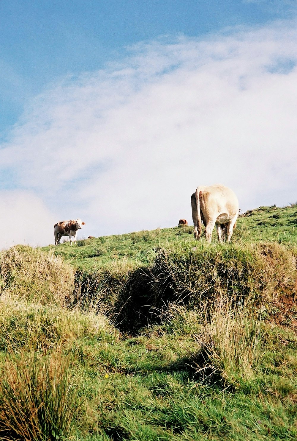 a couple of cows standing on top of a grass covered hill