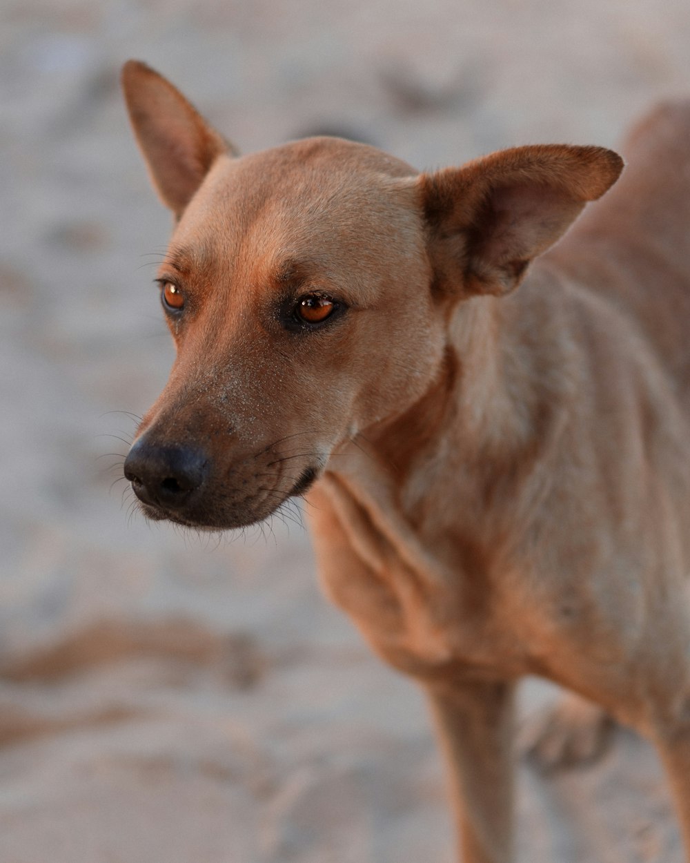 a brown dog standing on top of a sandy beach