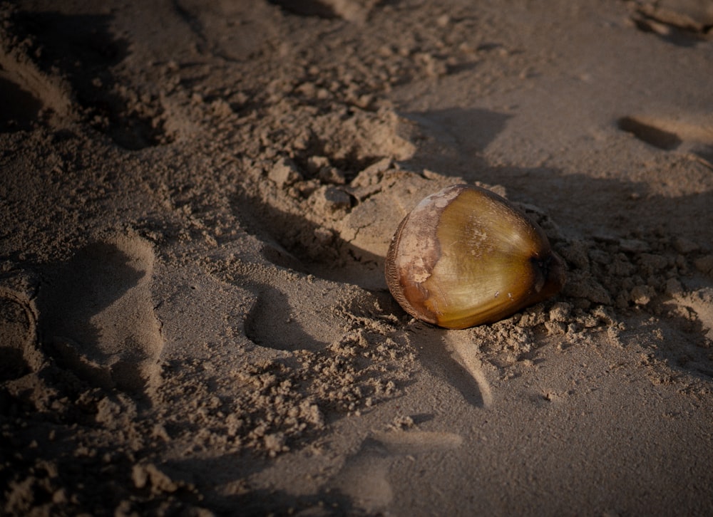 a shell on a sandy beach with footprints in the sand