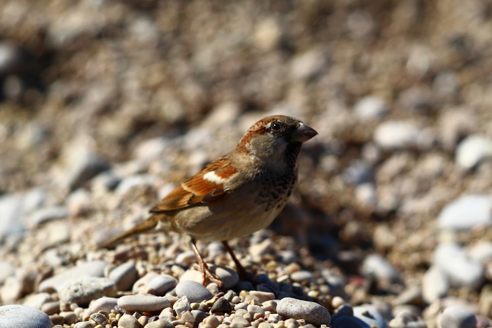 a small bird standing on a rocky ground