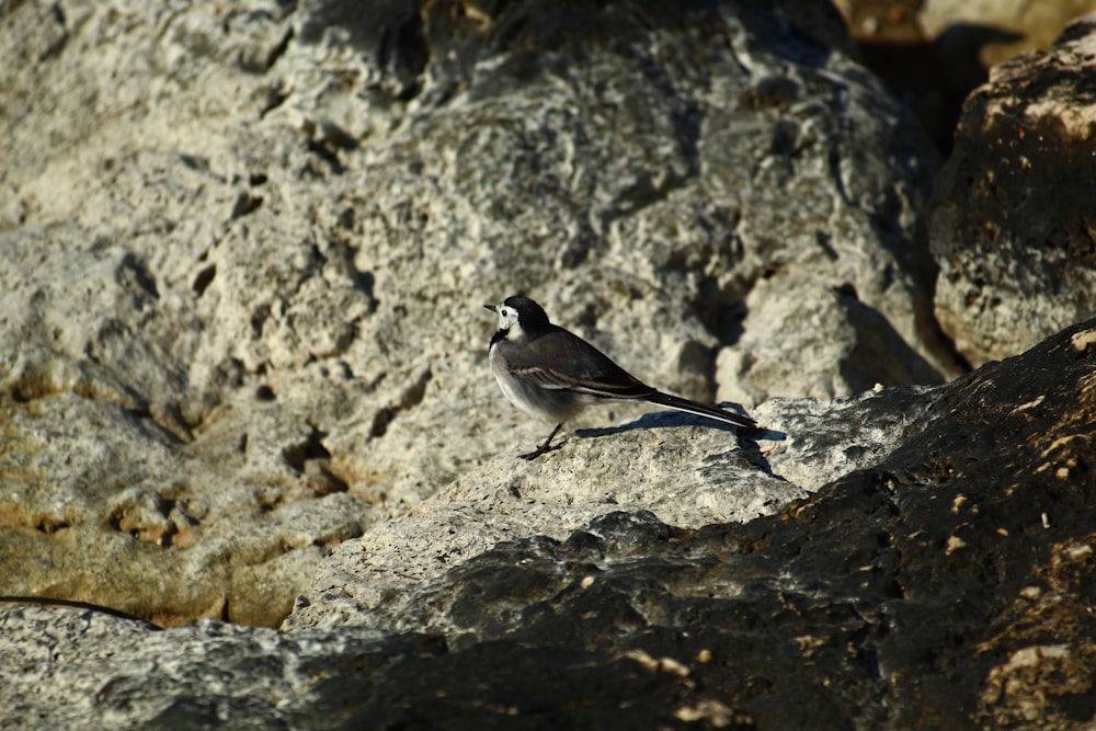 a small bird is standing on a rock