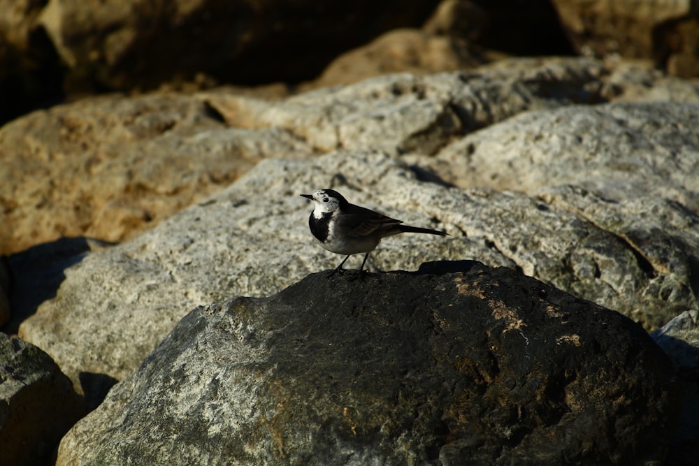 a small bird is standing on a rock