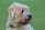 a white dog with a black collar and a green background