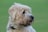 a white dog with a black collar and a green background