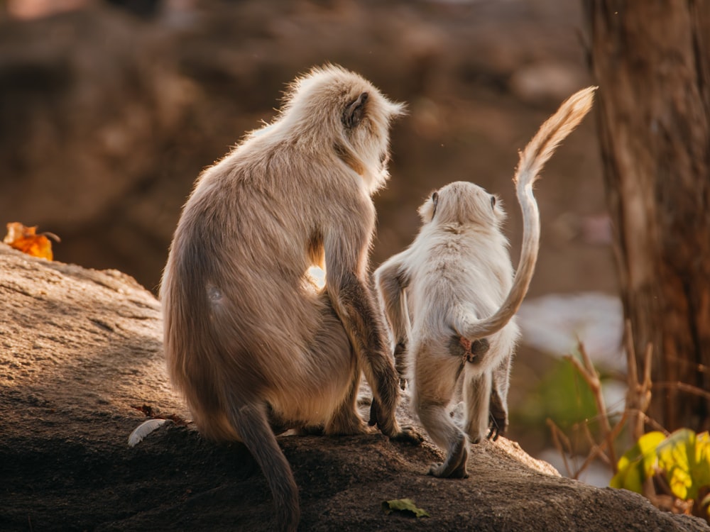 a couple of monkeys standing on top of a rock