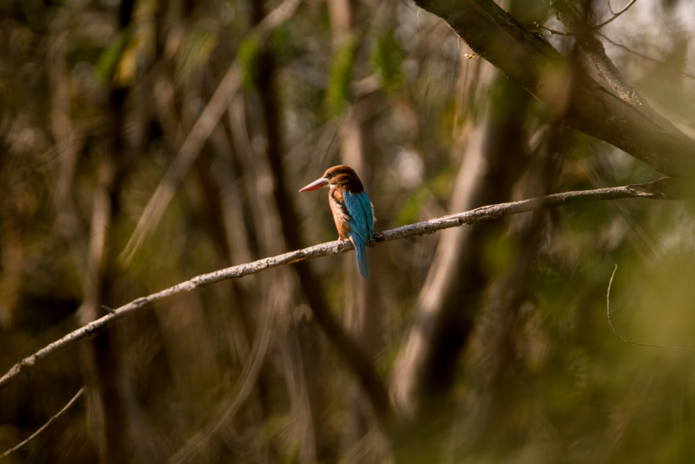 a small bird sitting on a branch in a forest