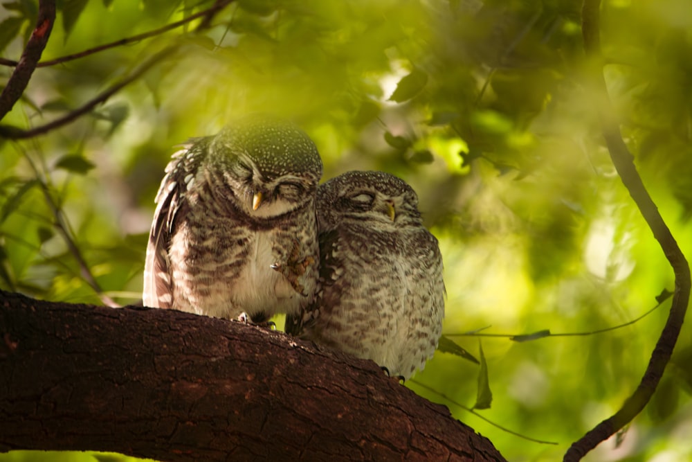two owls are sitting on a tree branch
