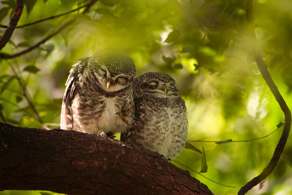 Dos búhos están sentados en la rama de un árbol