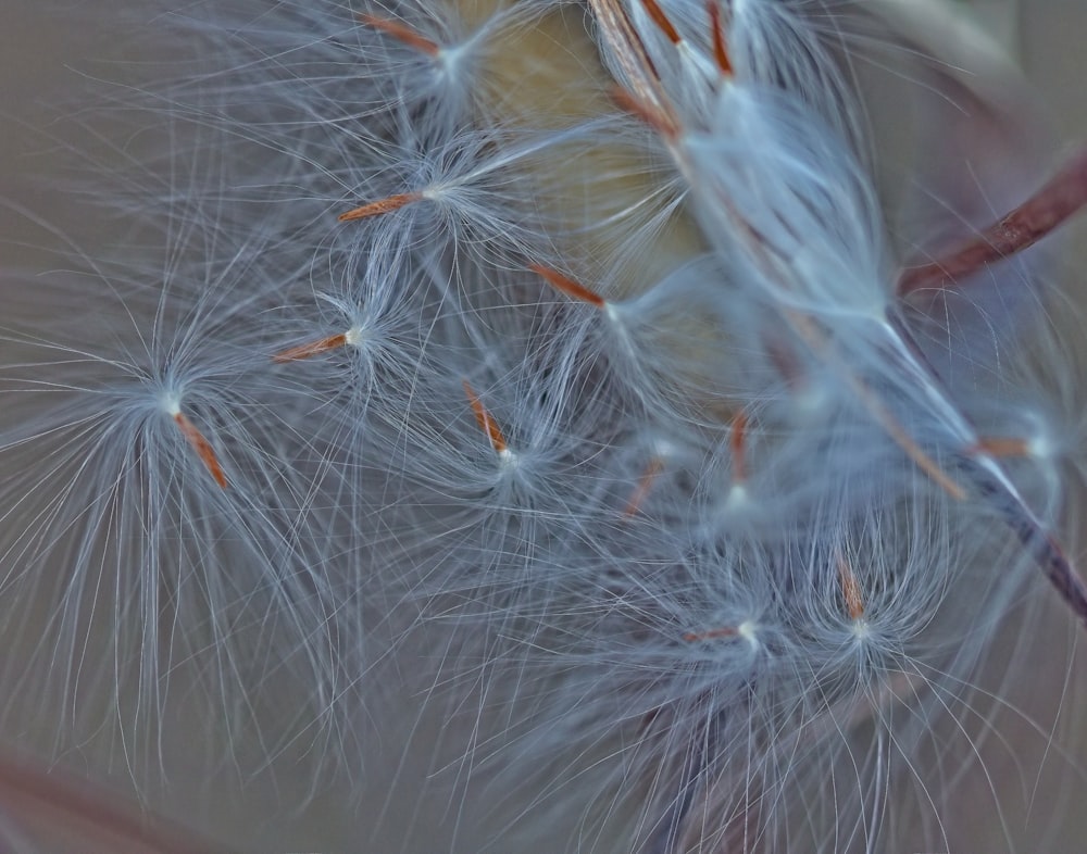 a close up of a dandelion with lots of seeds