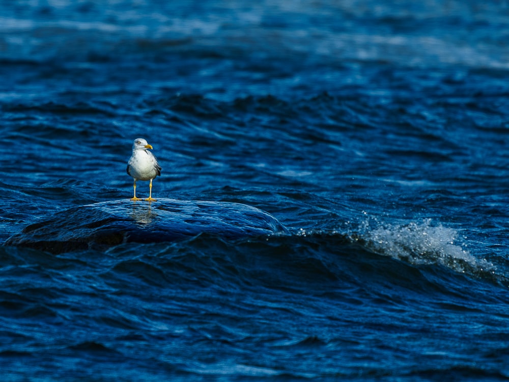 a seagull sitting on top of a wave in the ocean